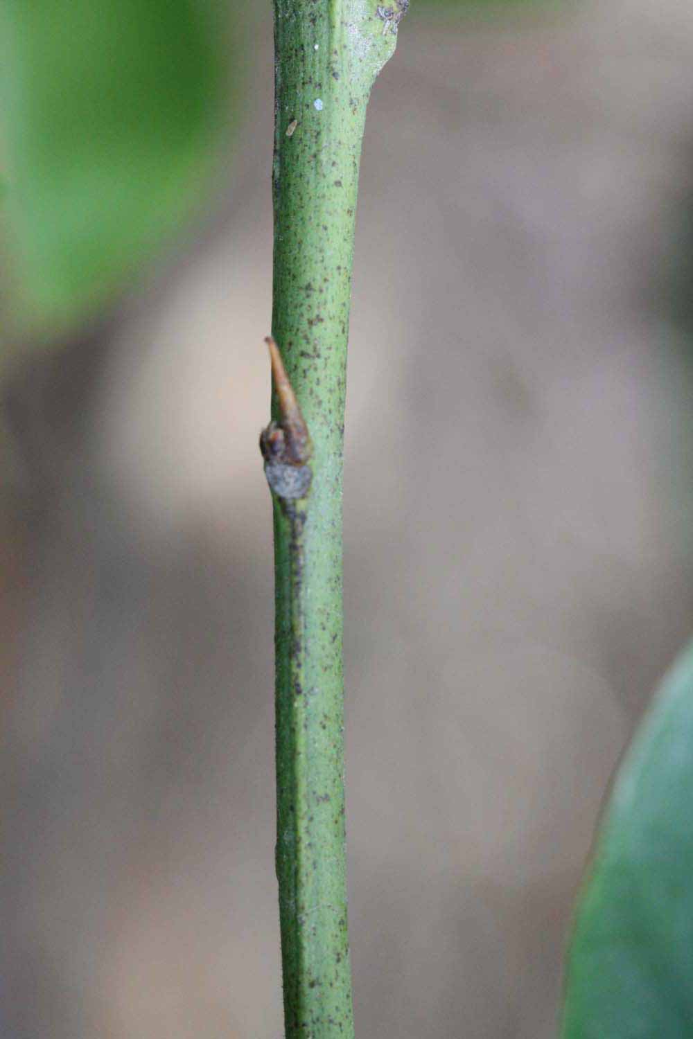            First year twig (Riverside, CA)   